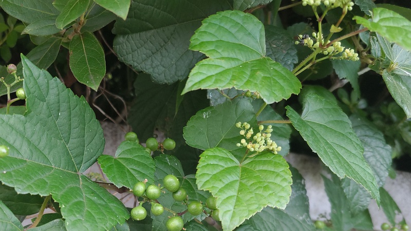 ノブドウの花と若い果実 横浜市旭区今宿南町