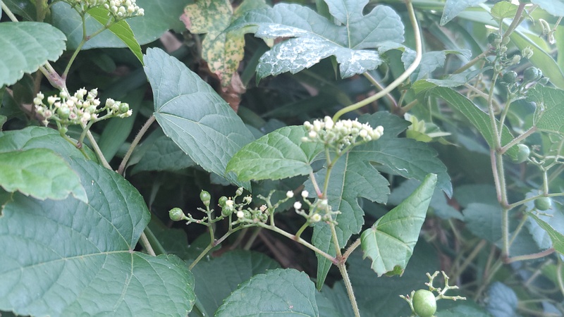 ノブドウの花と若い果実 横浜市旭区今宿南町