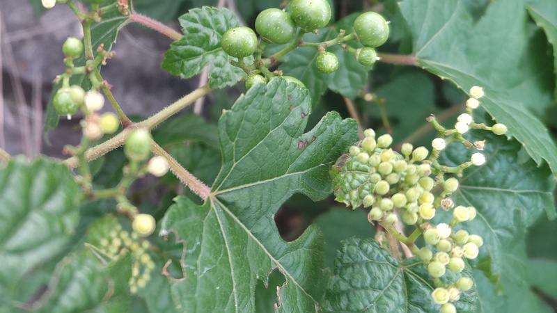 ノブドウの花と若い果実 横浜市旭区今宿南町