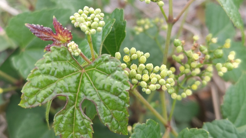 ノブドウの花と若い果実 横浜市旭区今宿南町