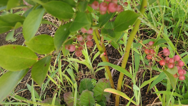 ブルーベリーの果実 横浜市旭区今宿南町