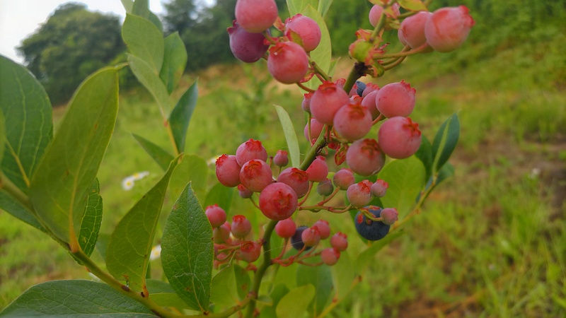 ブルーベリーの果実 横浜市旭区今宿南町
