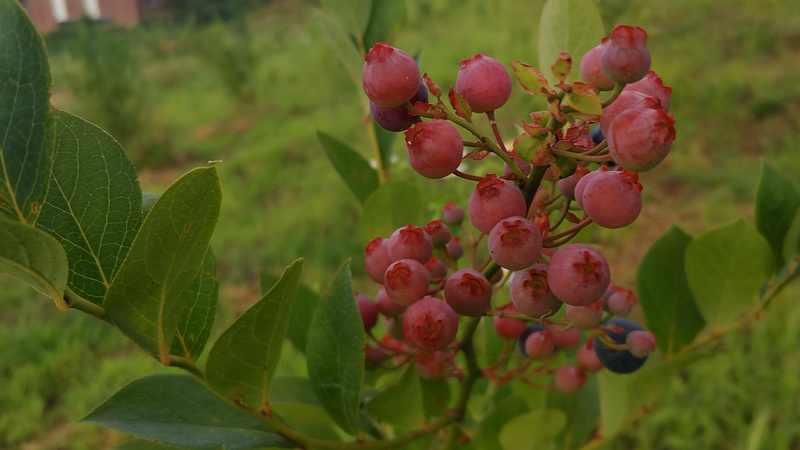 ブルーベリーの果実 横浜市旭区今宿南町