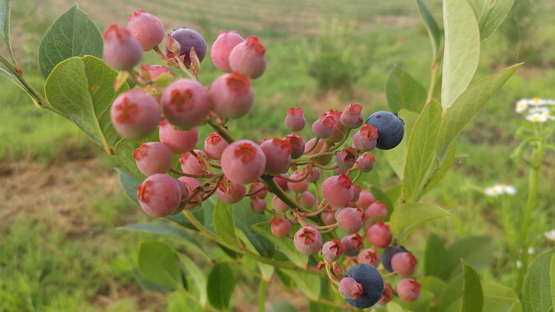ブルーベリーの果実 横浜市旭区今宿南町