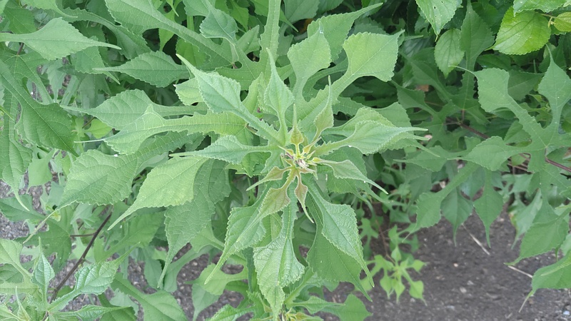 カジノキ 横浜市旭区今宿南町