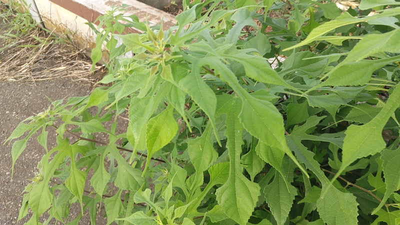 カジノキ 横浜市旭区今宿南町