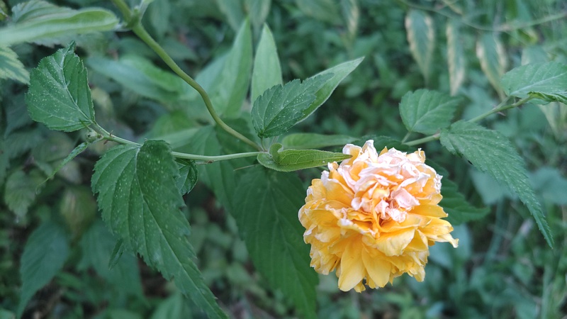 ヤエヤマブキの花 横浜市旭区今宿南町