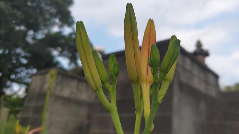 ワスレグサの蕾 横浜市旭区今宿南町