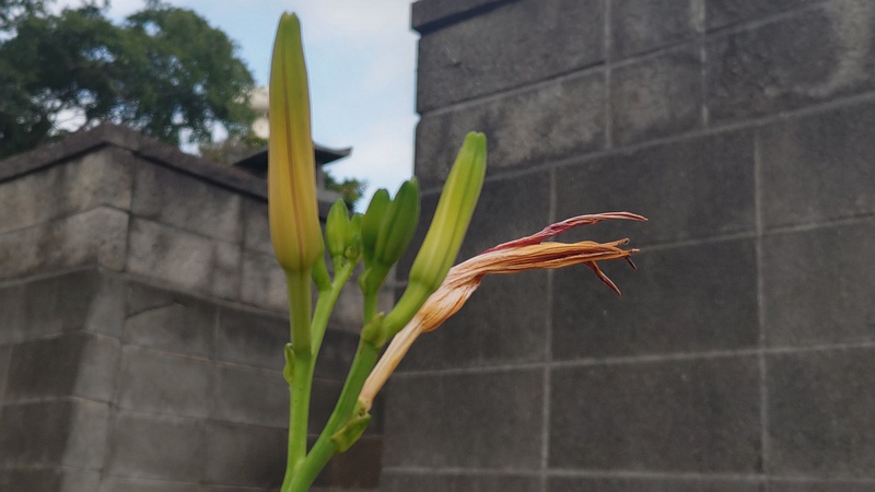 ワスレグサの蕾 横浜市旭区今宿南町