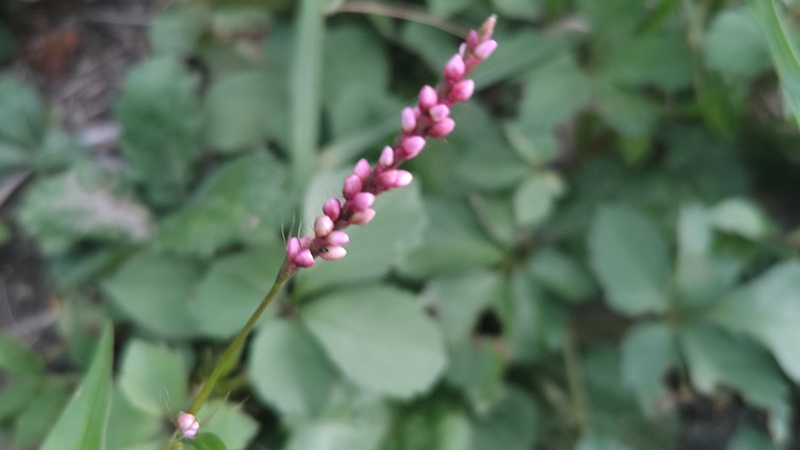 イヌタデの花 横浜市旭区今宿南町