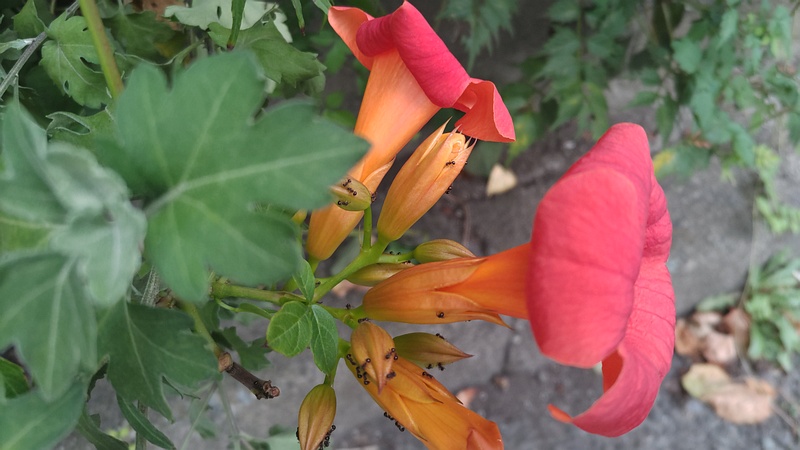 アメリカノウゼンカズラの花 横浜市旭区今宿南町