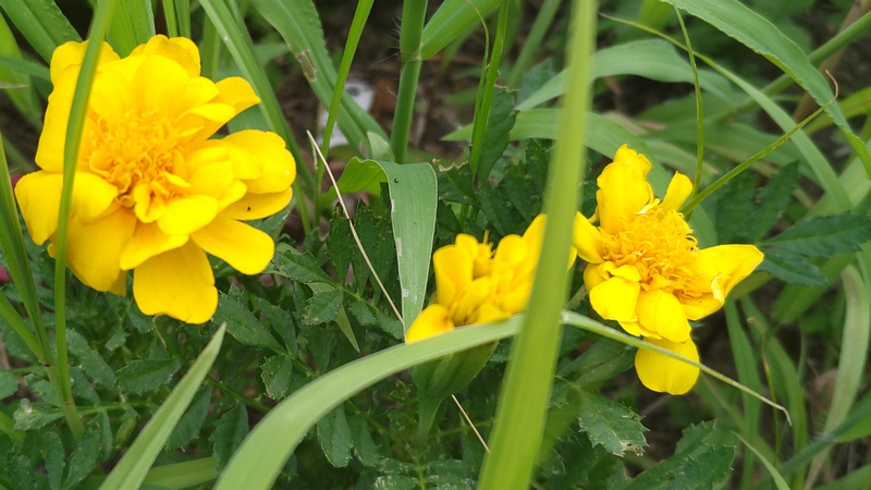 マリーゴールドの花 横浜市旭区今宿南町