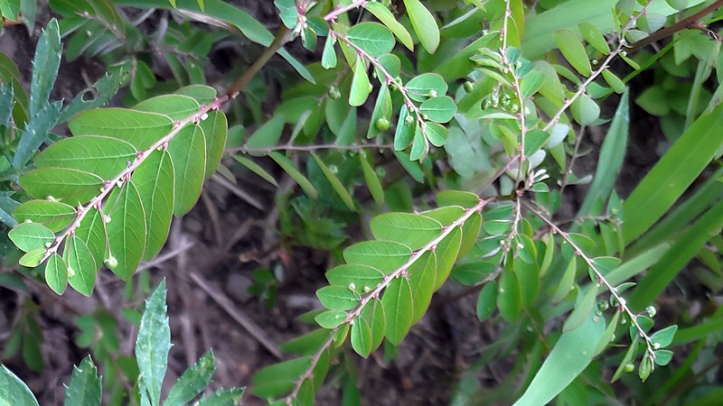 ナガエコミカンソウ 横浜市旭区今宿南町