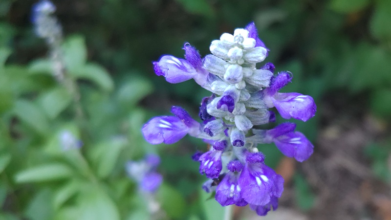 ケショウサルビアの花 横浜市旭区今宿南町