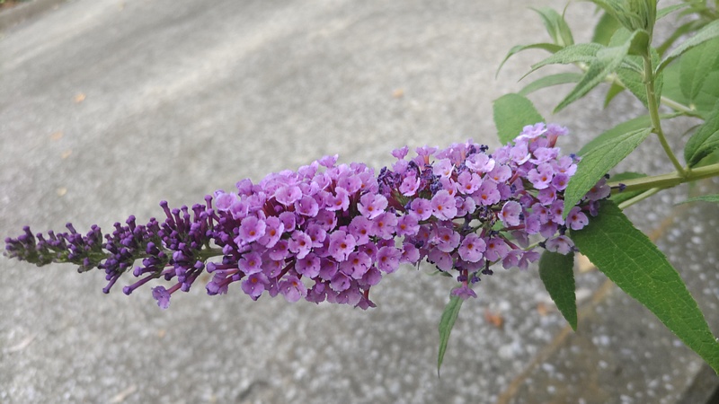 フサフジウツギの花 横浜市旭区今宿南町