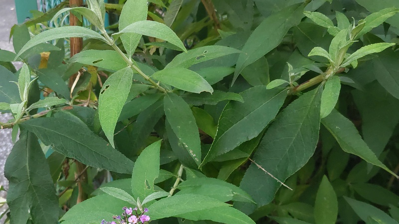 フサフジウツギの花