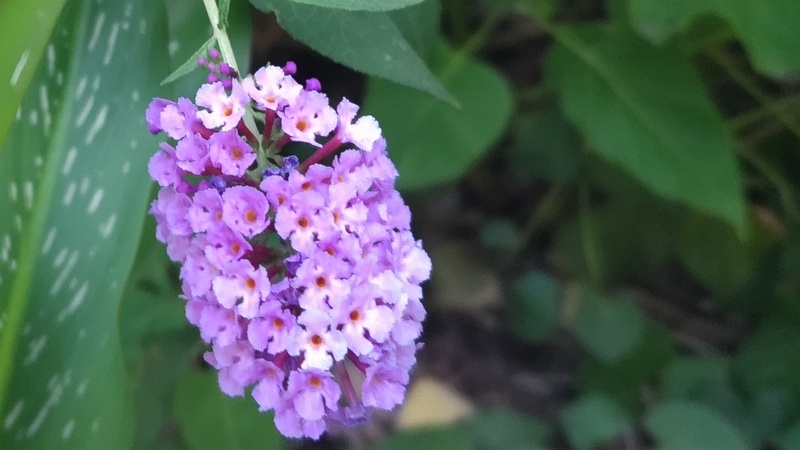 フサフジウツギの花 横浜市旭区今宿南町