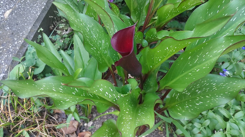 オランダカイウの仏炎苞 横浜市旭区今宿南町