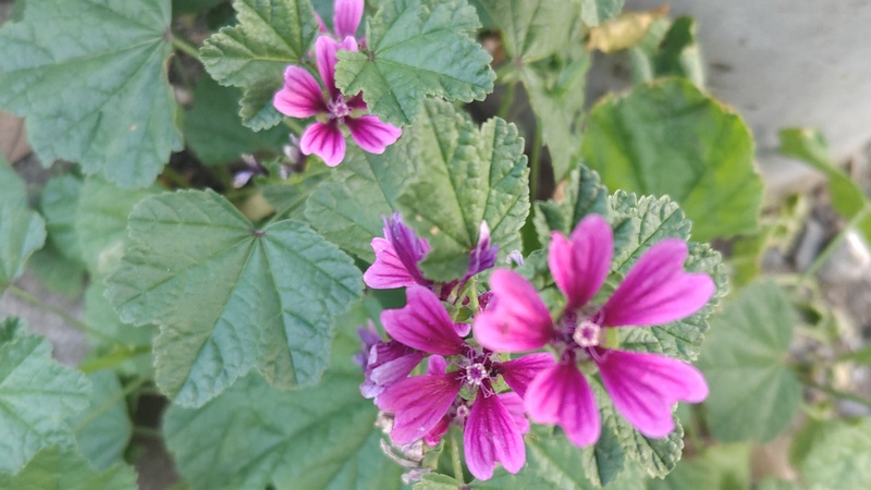ウスベニアオイの花 横浜市旭区今宿南町