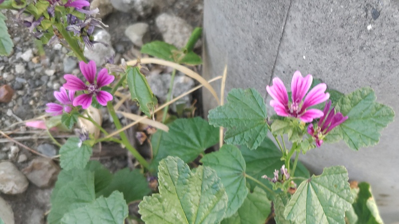 ウスベニアオイの花 横浜市旭区今宿南町