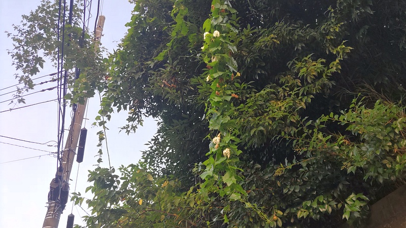 カラスウリの花 横浜市旭区今宿南町清来寺