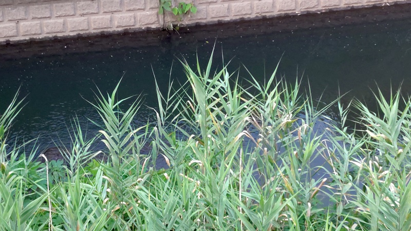 ヨシ 横浜市旭区今宿南町