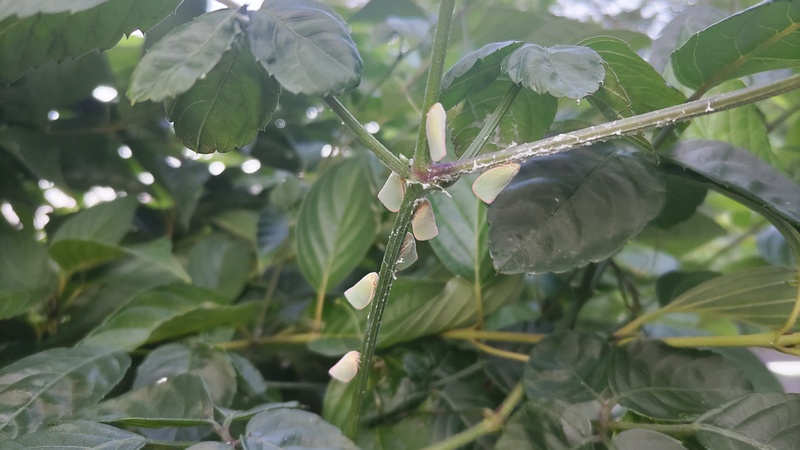 ヤブガラシのアオバハゴロモ 横浜市旭区今宿南町