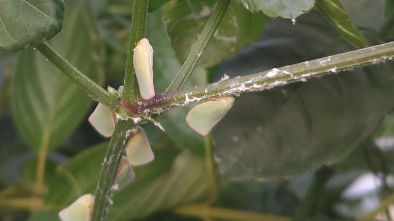 ヤブガラシのアオバハゴロモ 横浜市旭区今宿南町