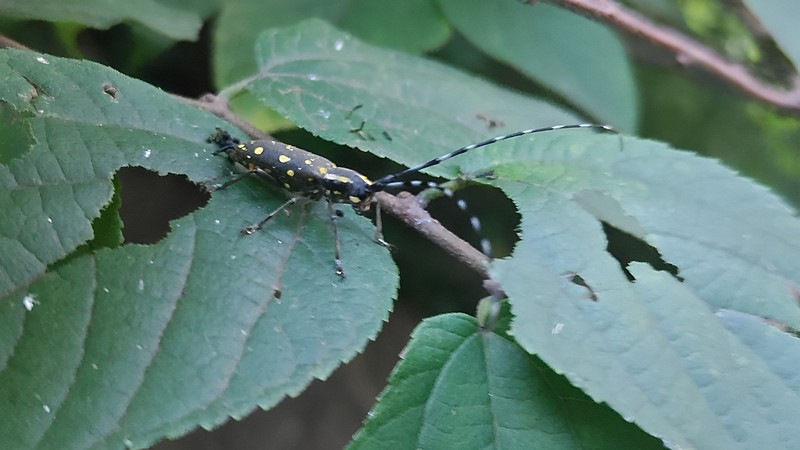 カラムシのキボシカミキリ 横浜市旭区今宿南町