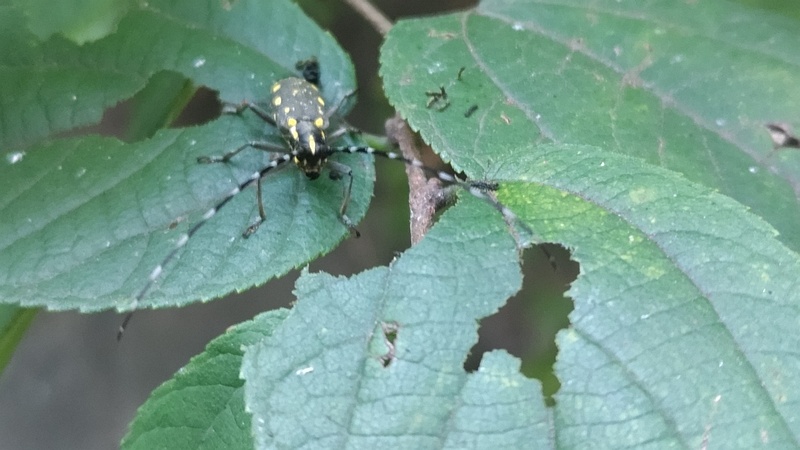 カラムシのキボシカミキリ 横浜市旭区今宿南町