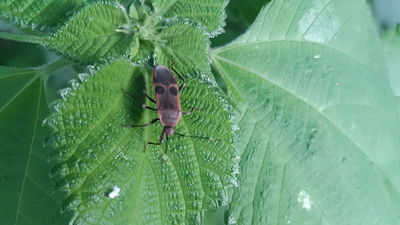 カラムシのオオホシカメムシ 横浜市旭区今宿南町
