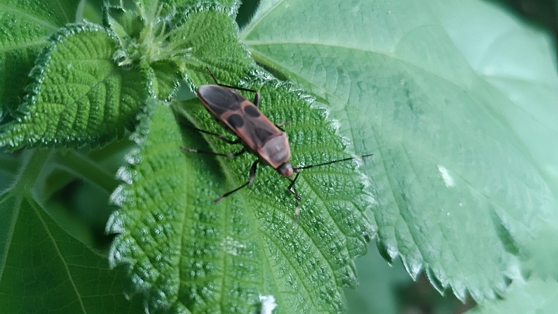 カラムシのオオホシカメムシ 横浜市旭区今宿南町