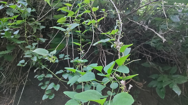 ヘクソカズラの花 横浜市旭区今宿南町