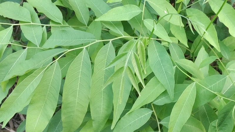 ムクロジ 横浜市旭区今宿南町
