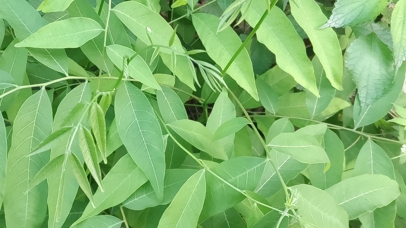 ムクロジ 横浜市旭区今宿南町