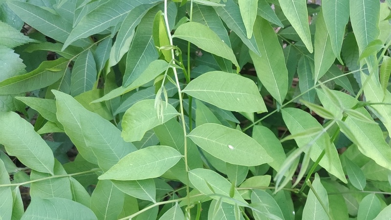ムクロジ 横浜市旭区今宿南町