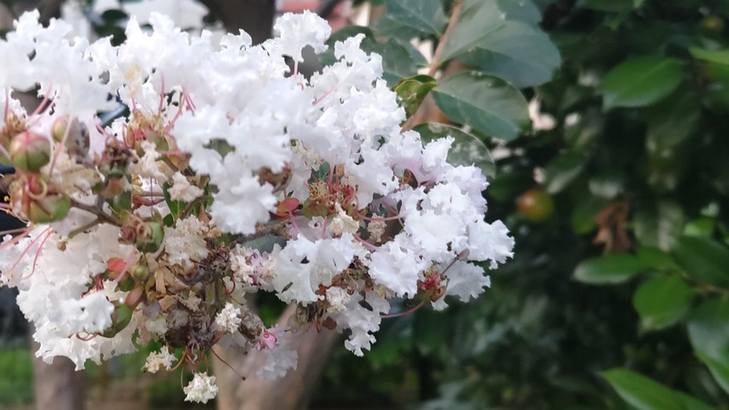 サルスベリの花 横浜市旭区今宿南町