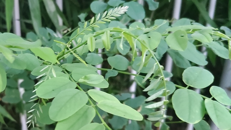 ニセアカシア 横浜市旭区今宿東町
