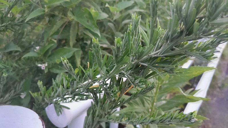 メドハギ 横浜市旭区鶴ヶ峰本町