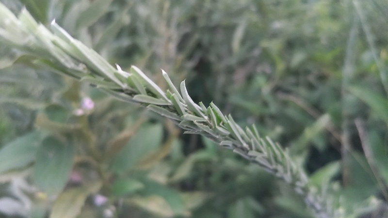 メドハギ 横浜市旭区鶴ヶ峰本町