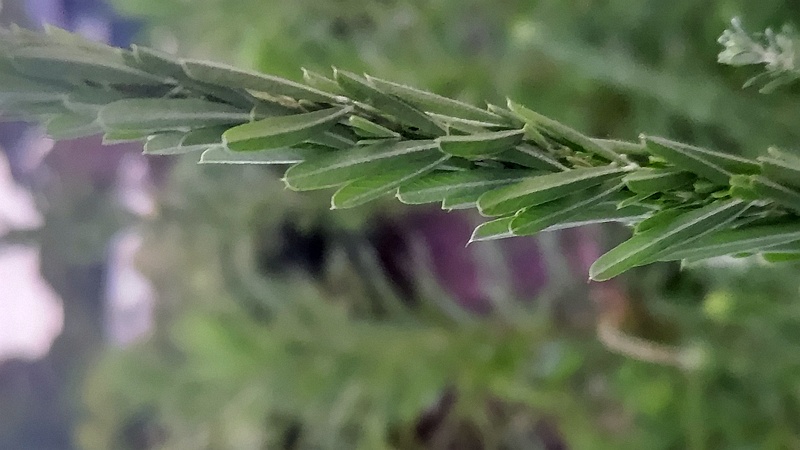 メドハギ 横浜市旭区鶴ヶ峰本町
