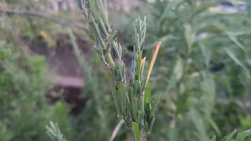 メドハギ 横浜市旭区鶴ヶ峰本町