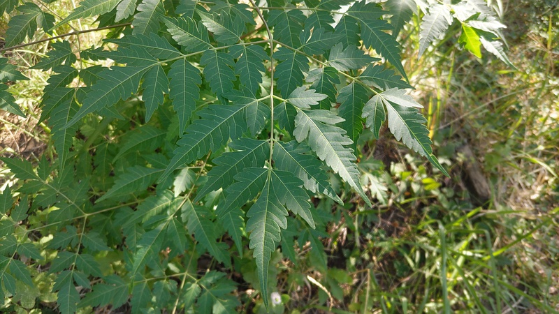 センダン 川崎市幸区さいわいふるさと公園
