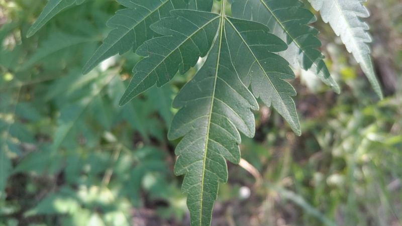 センダン 川崎市幸区さいわいふるさと公園