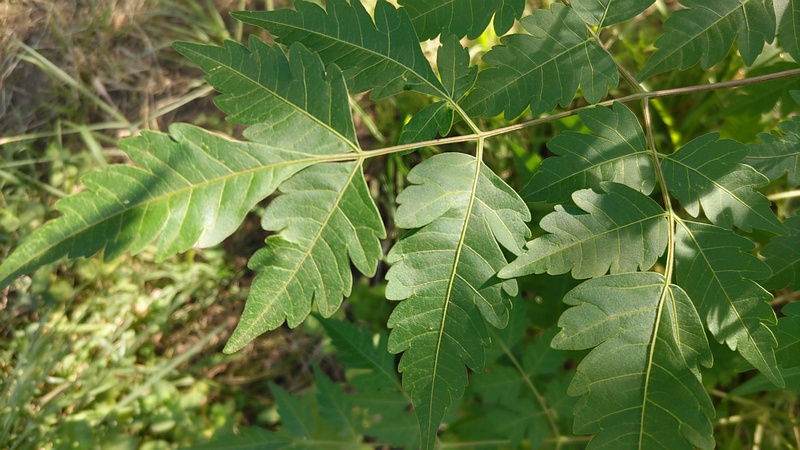 センダン 川崎市幸区さいわいふるさと公園