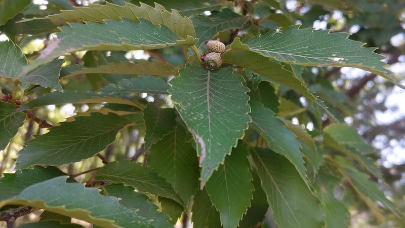 コナラの果実 川崎市幸区さいわいふるさと公園