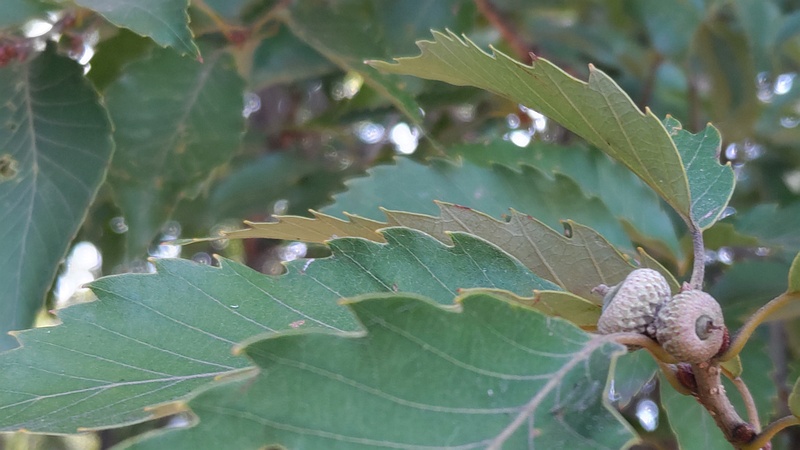 コナラの果実 川崎市幸区さいわいふるさと公園