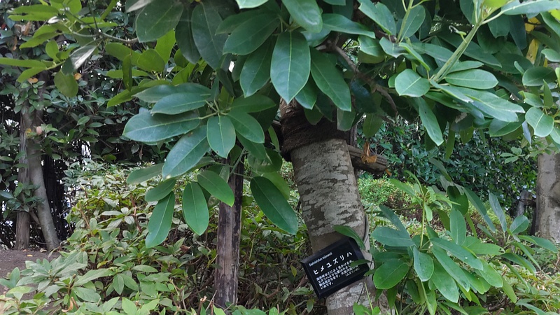 ヒメユズリハ 川崎市幸区