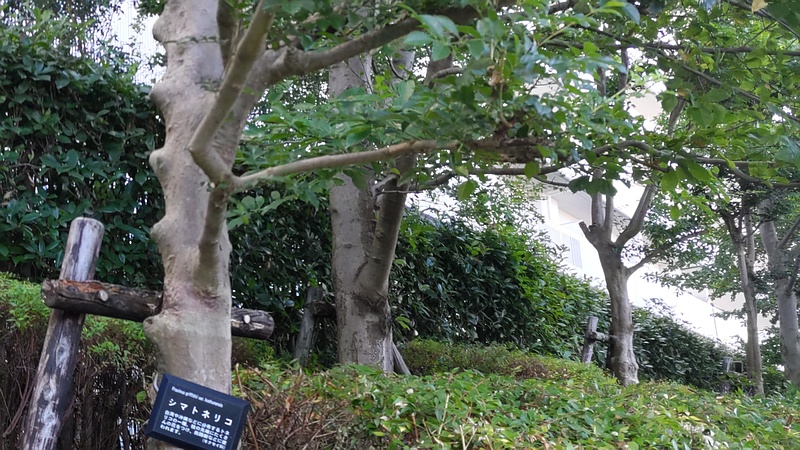 シマトネリコ 川崎市幸区創造のもり