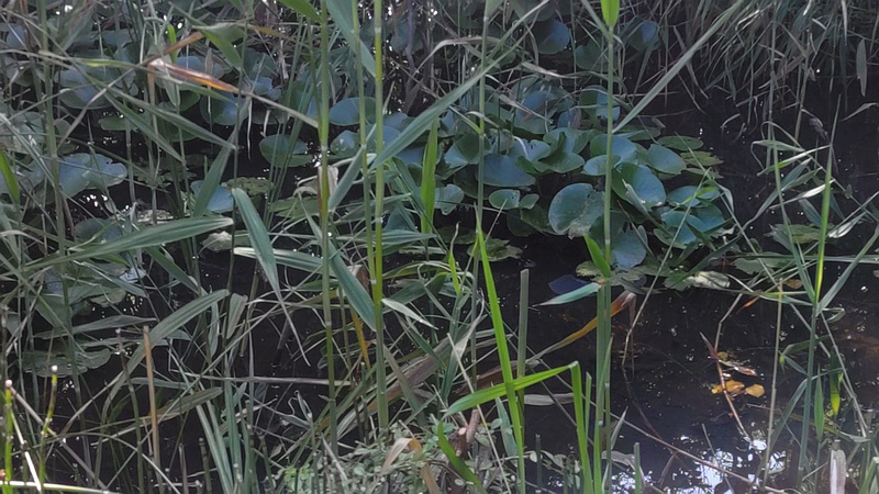 スイレン 川崎市幸区さいわいふるさと公園